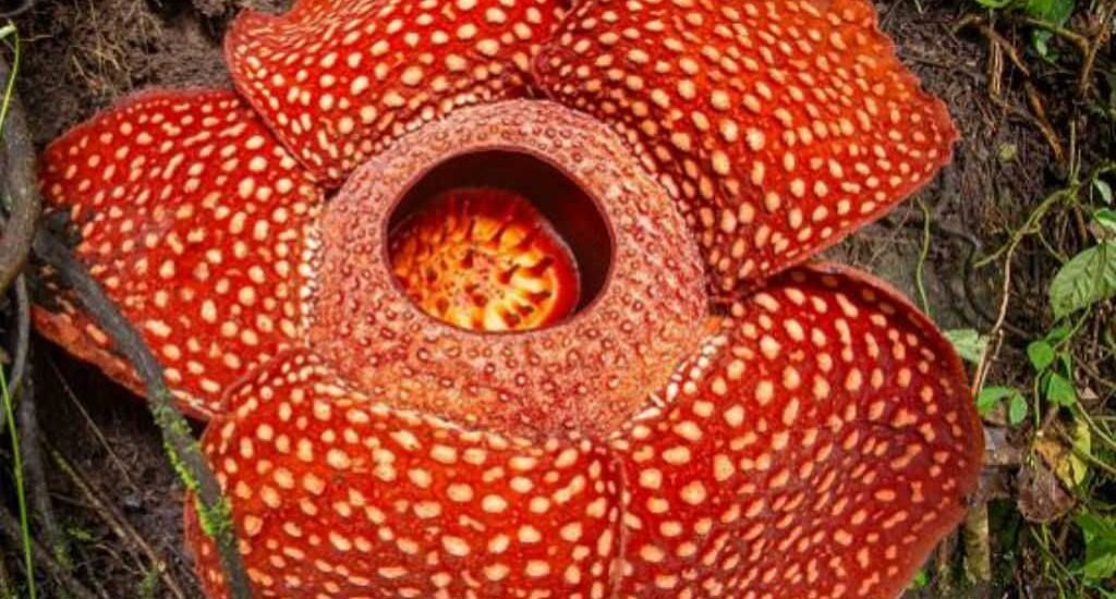 65e41b9b8a4547eec8b9be6117e6d465