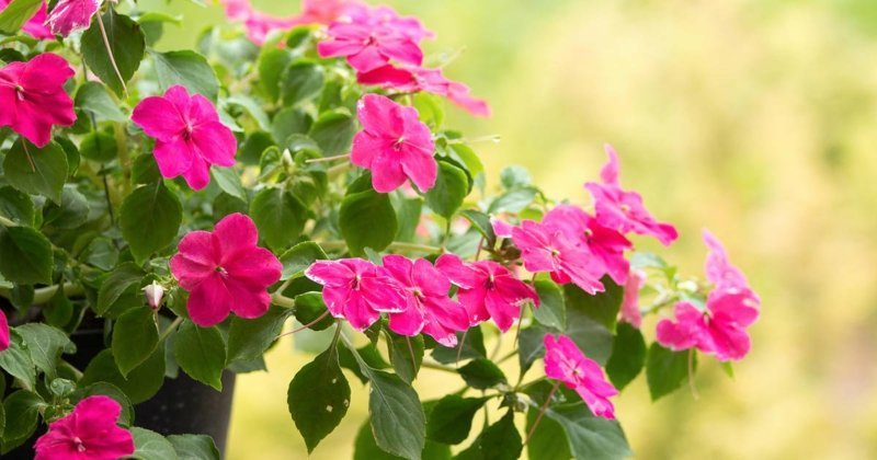 hanging balcony plants suitable species for a green balcony 5f2eadf824fb0